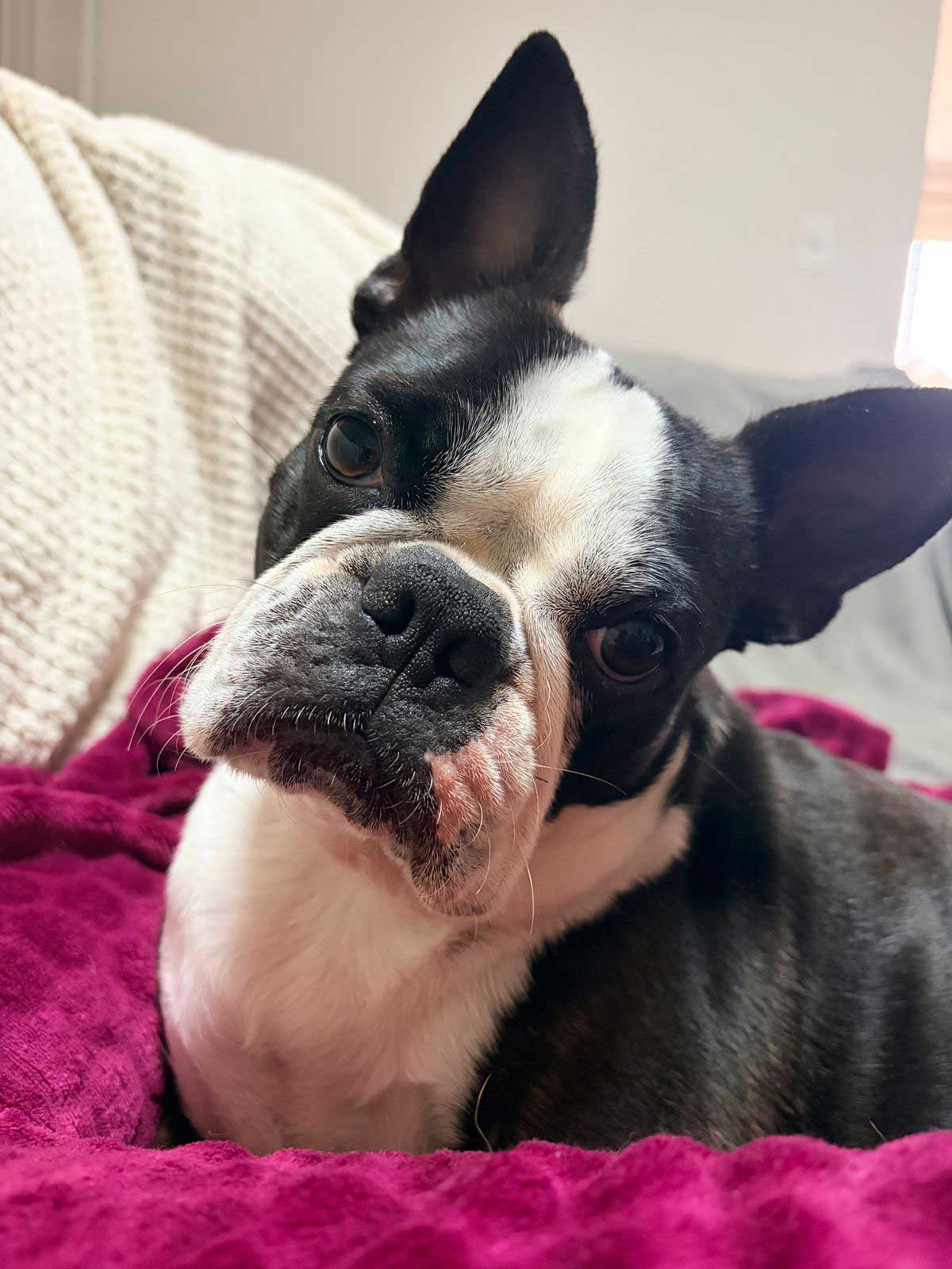 Success Story Daisy Boston Terrier female adopted
