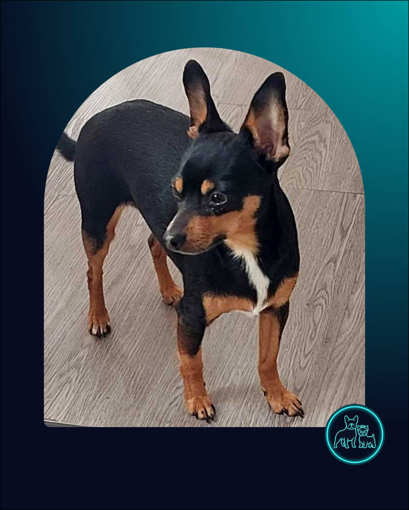 Adopt Miniature Pinscher Taz
