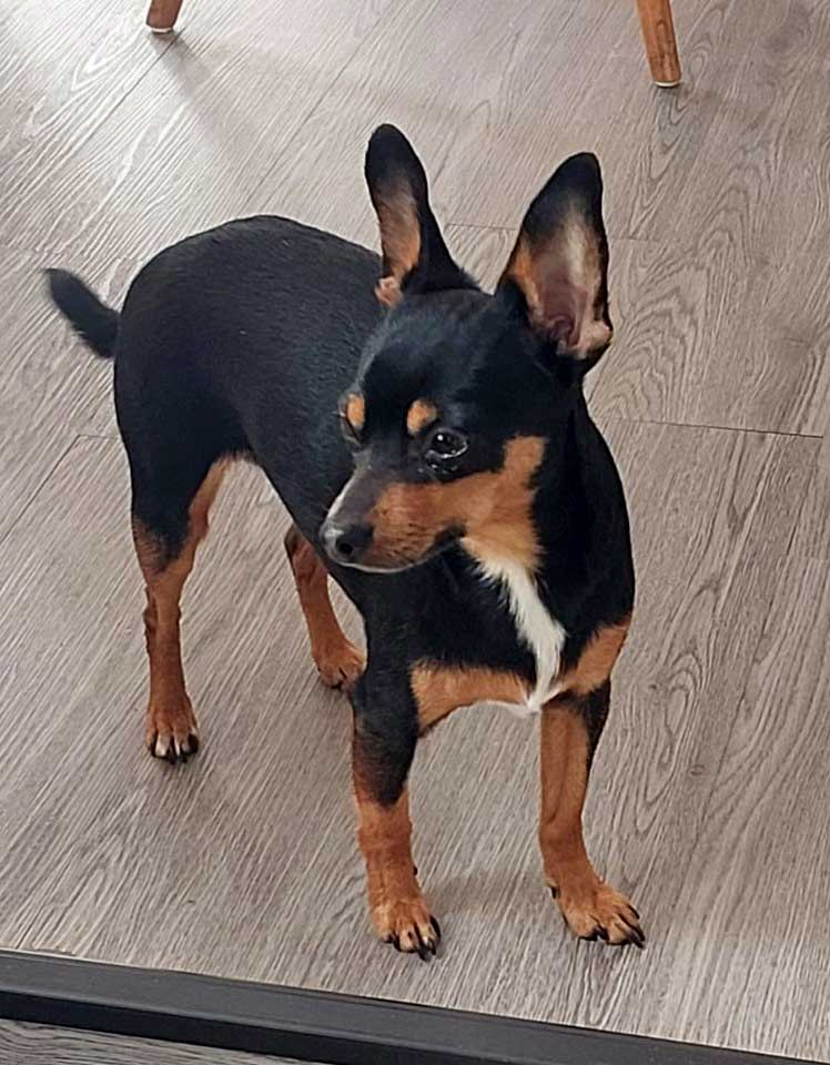 Male Miniature Pinscher