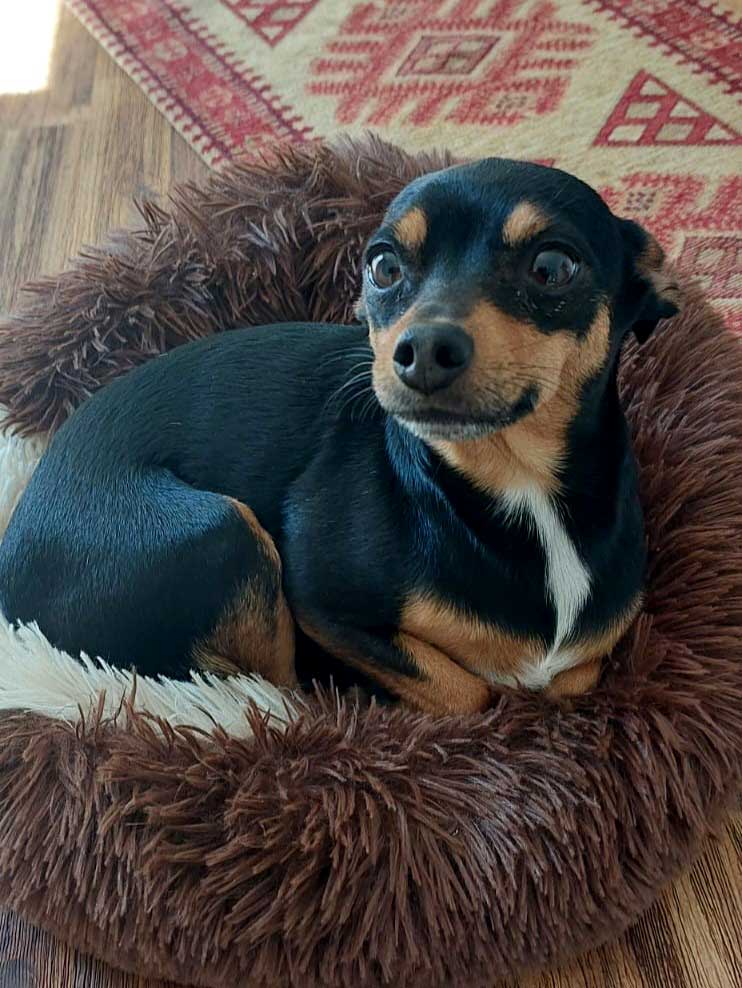 4.5kg small Min Pin Male