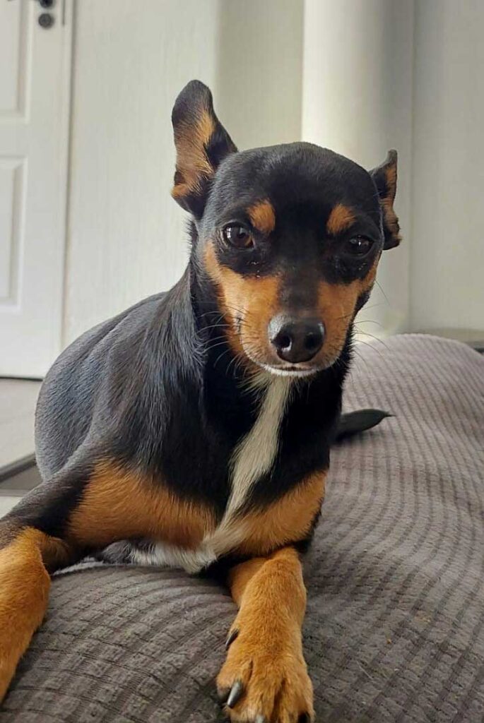 3 year old min pin