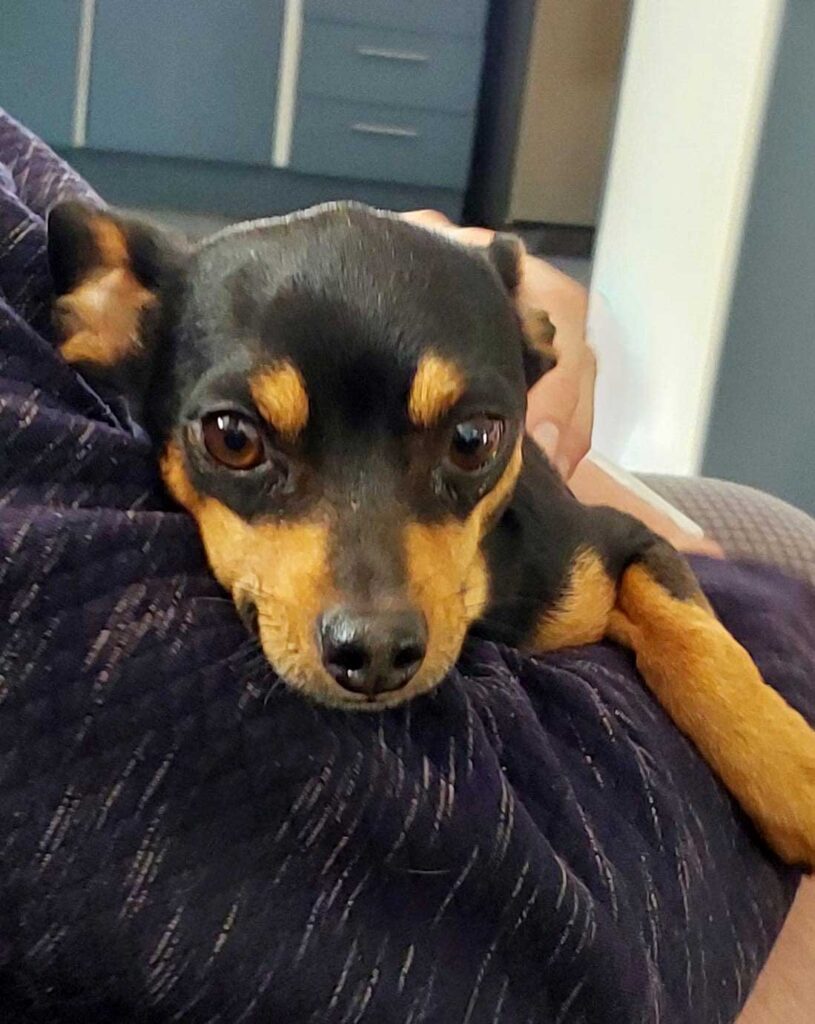 Miniature Pinscher Male