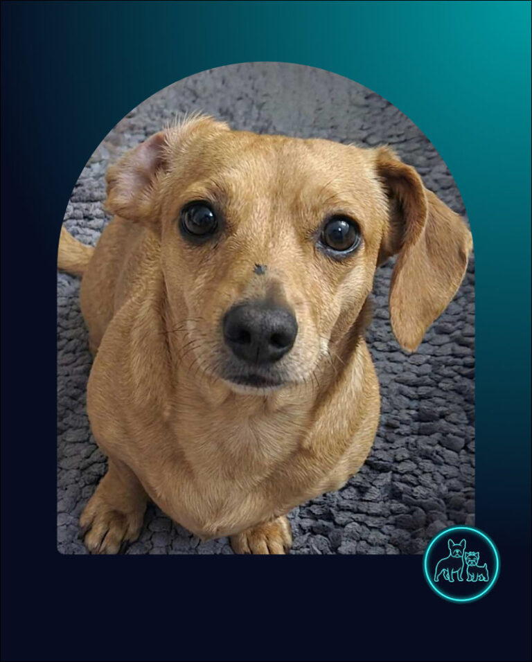 Adopt Dachshund Female Bonnie | SDA2612 Elite Companion 11 Adopt Dachshund Female Bonnie