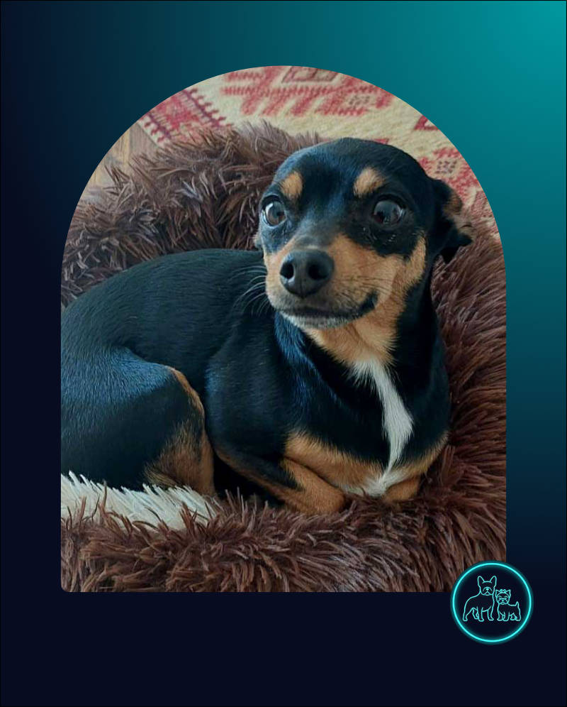 Adopt Miniature Pinscher Taz Min Pin Taz for adoption through Small Dog Adoptions & Rehoming