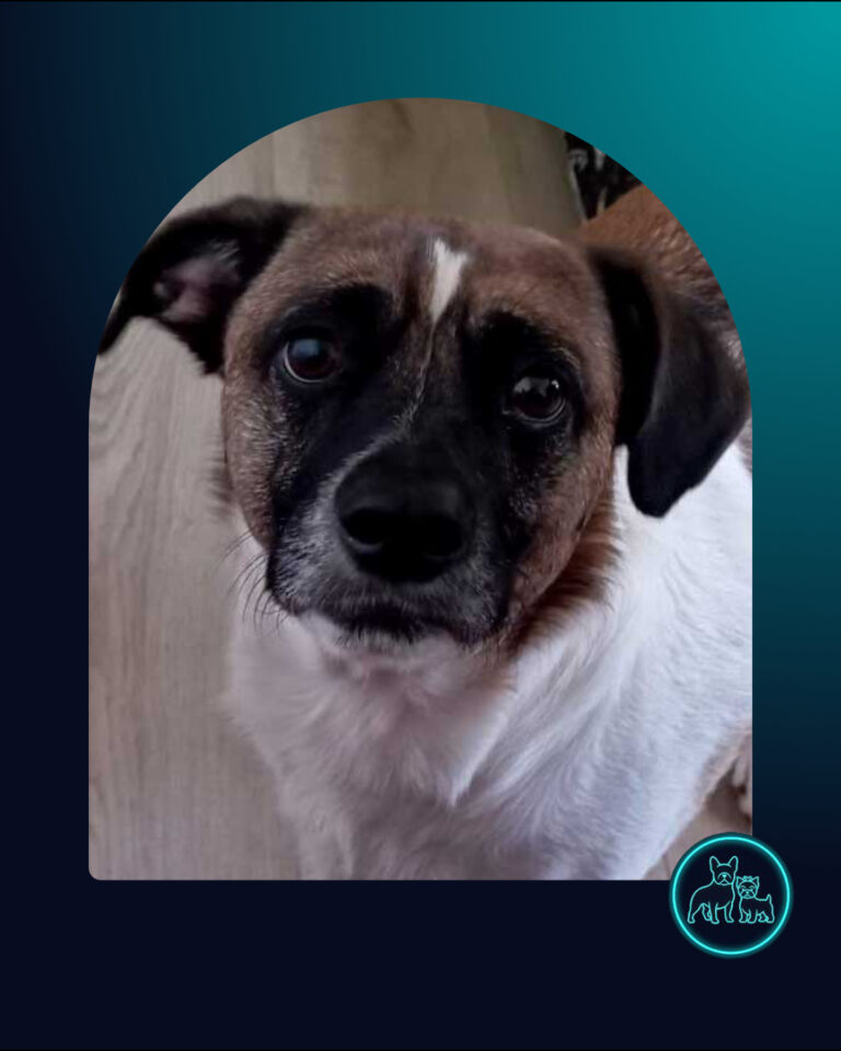 Border Jack male dog for adoption South Africa - Jack Russell cross Border Collie