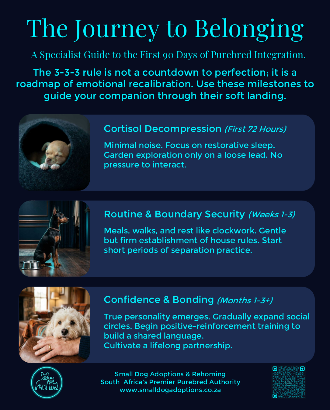Specialist 90-day integration guide for bringing a purebred small dog home, featuring cortisol decompression and behavioral bonding protocols.