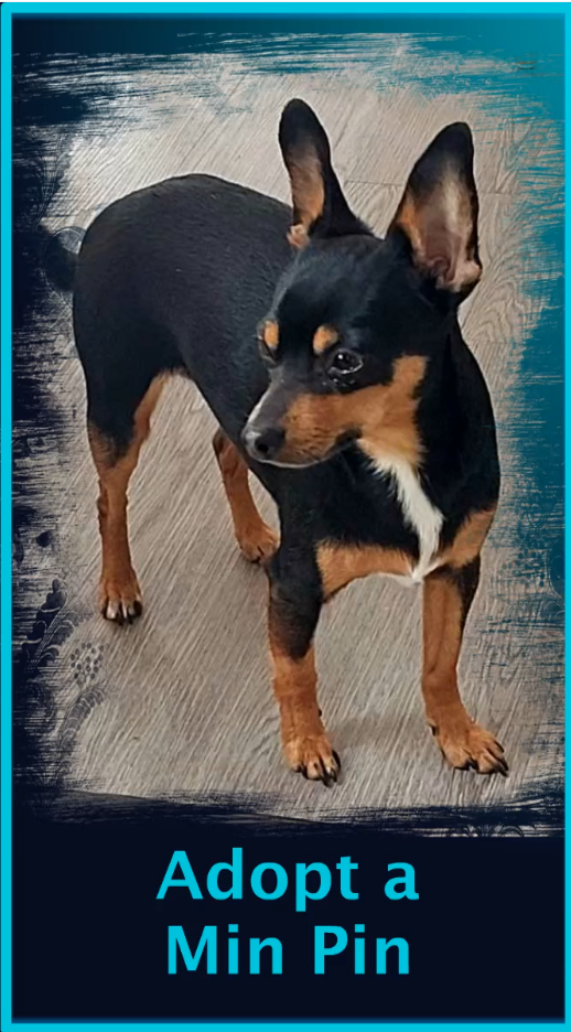 Min Pin Taz Video Cover