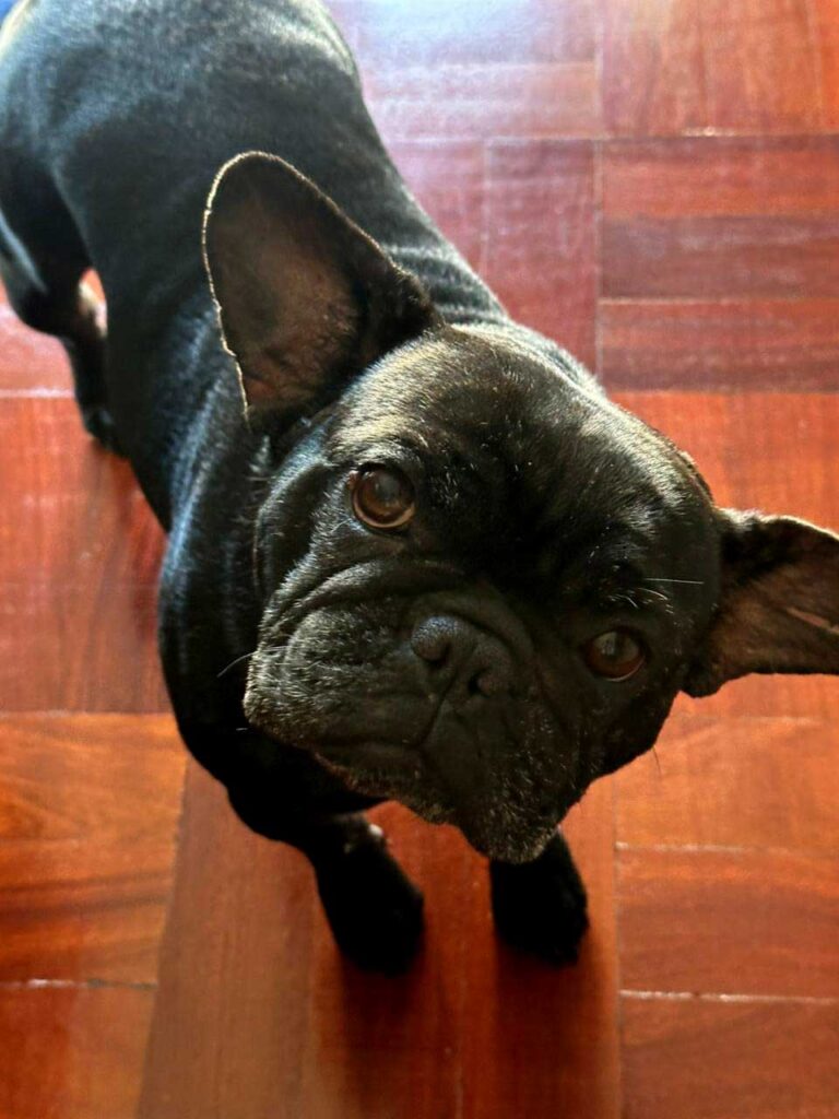 french bulldog adopted from small dog adoptions and rehoming