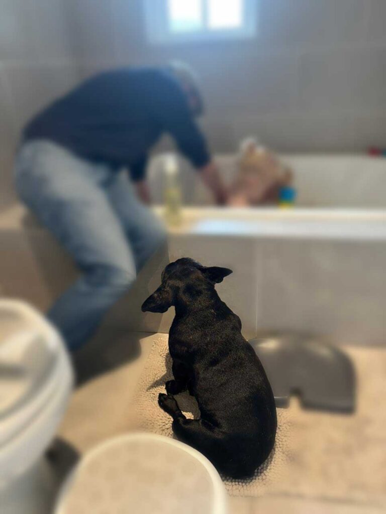 adoption success french bulldog