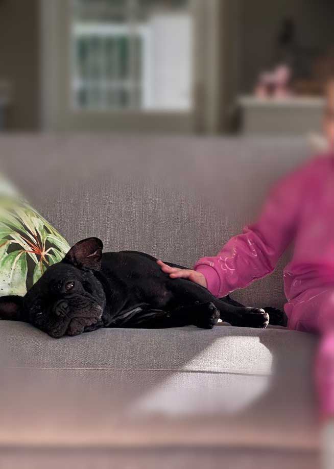 Adoption Success Story Potato | French Bulldog