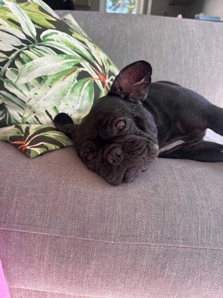 succcess photos of Potota French Bulldog 5