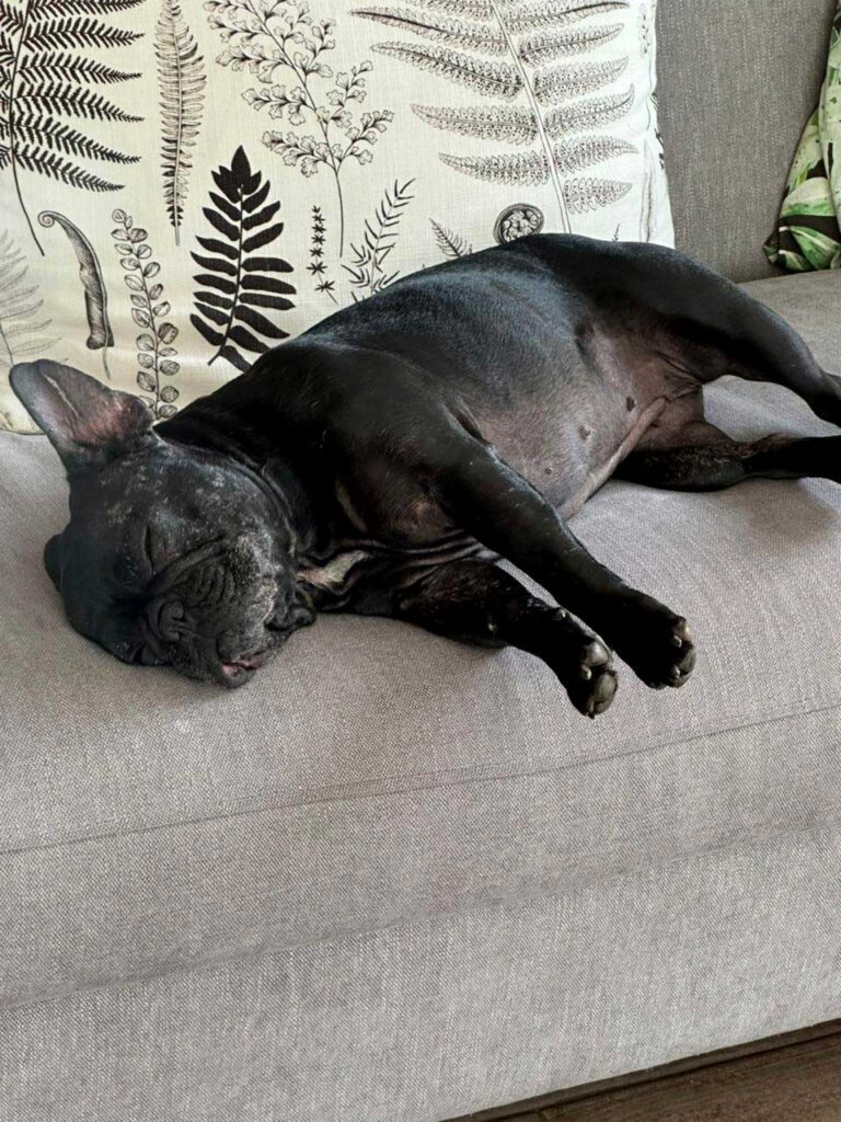 successfully adopted
