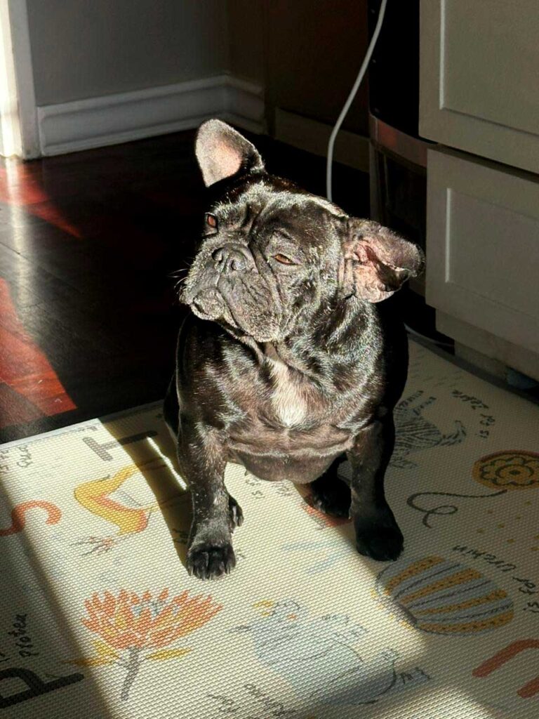 succcess photos of Potota French Bulldog 8