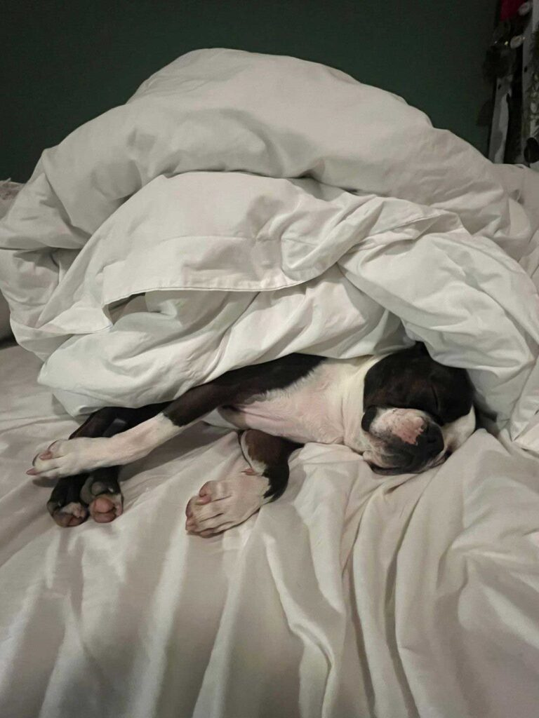 boston terrier male successfully rehomed through Small Dog Adoptions & Rehoming