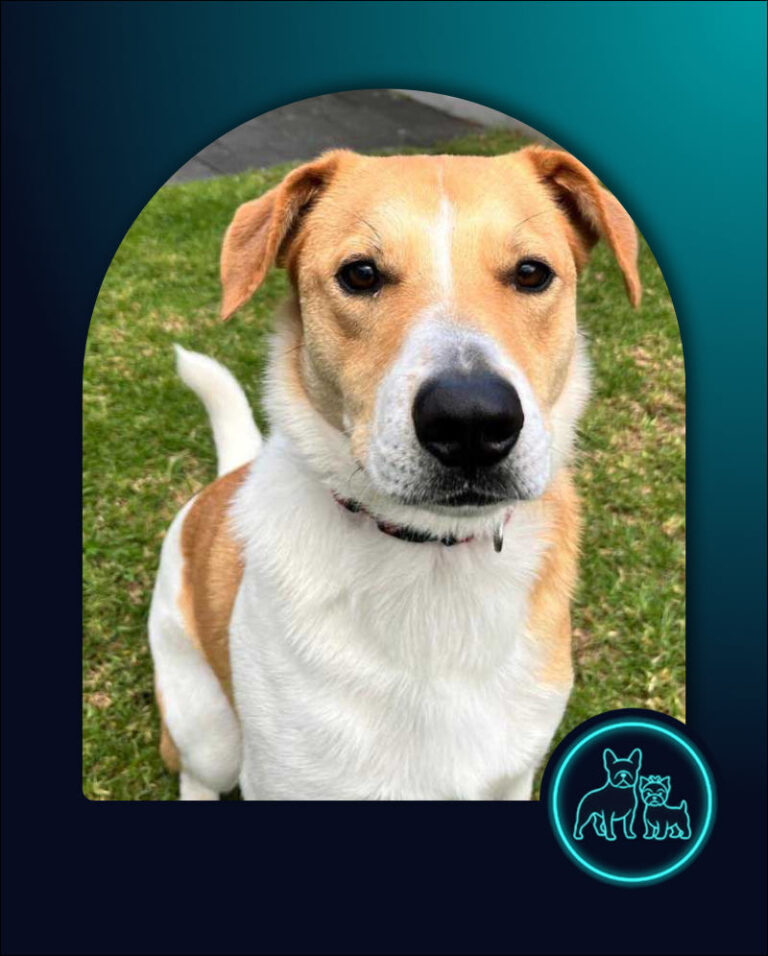Adopt Border Collie Cross Dash | SDA2628 Elite Companion 2 Border Collie Cross Dash