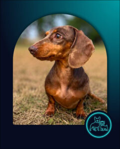 ADOPTED | Miniature Dachshund Pennie | SDA2630 Elite Companion