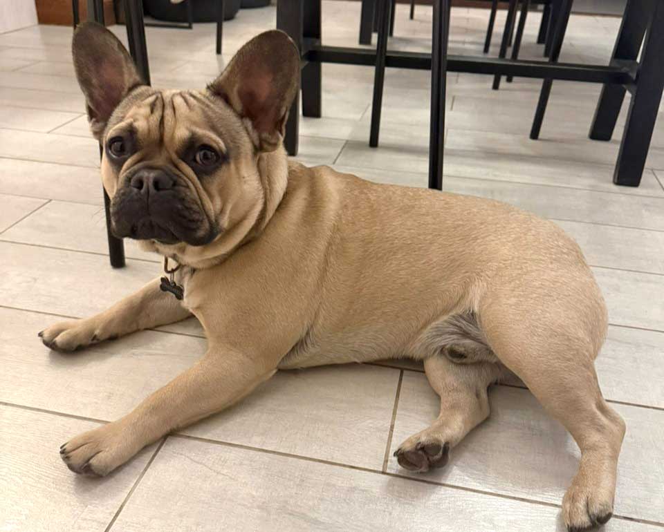 French Bulldog Puppy Rocco | SDA2615 Elite Companion 8 An 11-month-old fawn French Bulldog puppy lying on a tiled floor inside a house.