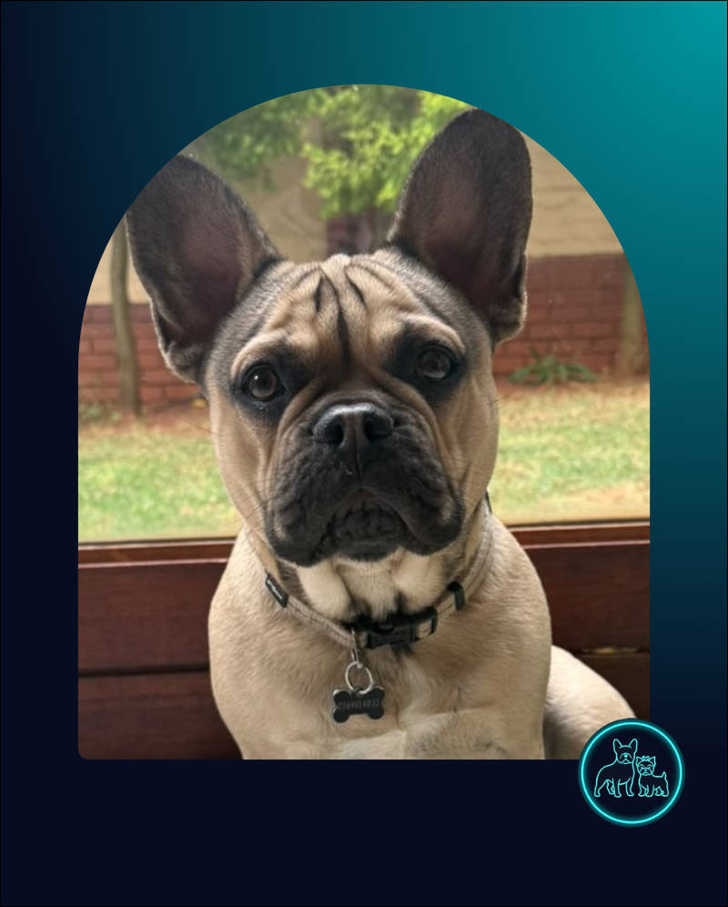 French Bulldog Puppy Rocco | SDA2615 Elite Companion 2 11 month old French Bulldog Puppy Rocco