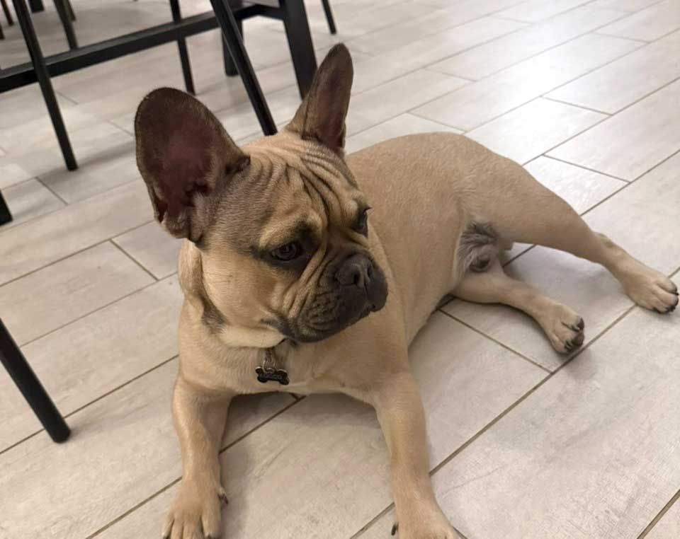 French Bulldog Puppy Rocco | SDA2615 Elite Companion 6 A fawn-colored 11-month-old French Bulldog puppy named Rocco lying down on a light-colored tiled floor, looking directly at the camera with large, expressive eyes, prominent wrinkles on his forehead, and erect "bat ears.