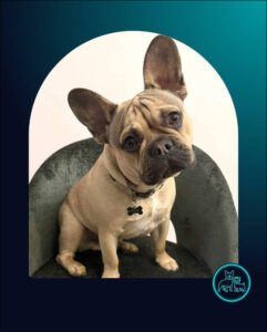 ADOPTED | French Bulldog Puppy Rocco | SDA2615 Elite Companion