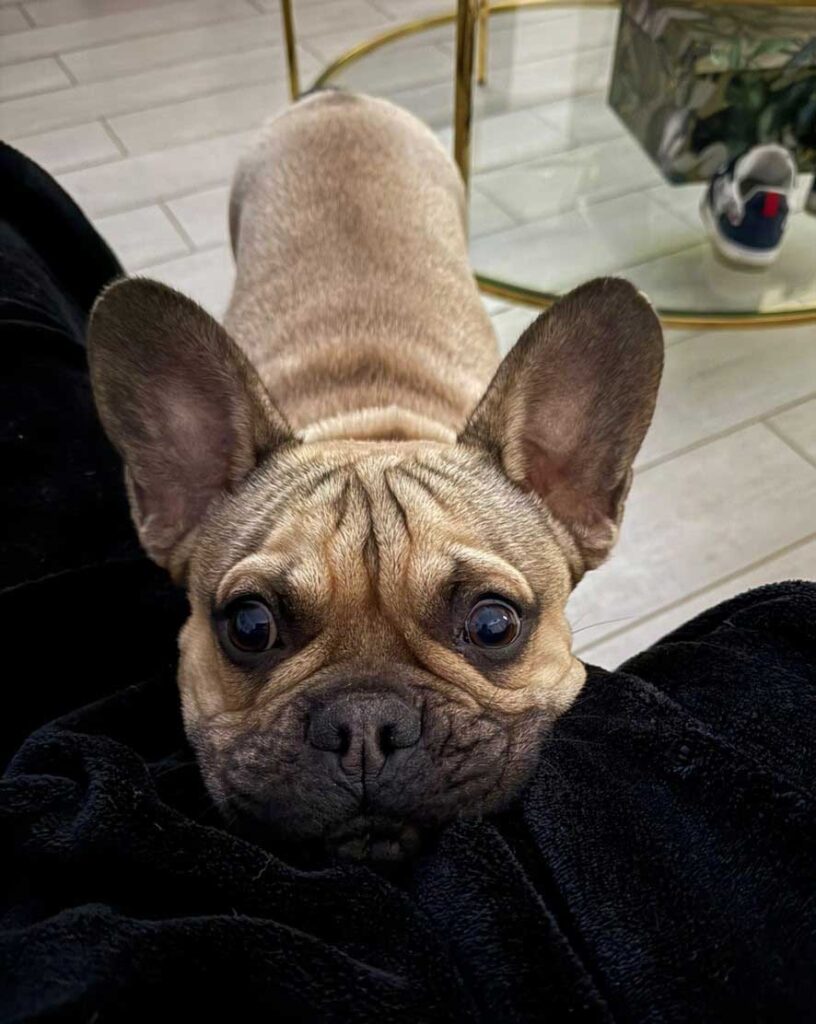 French Bulldog Puppy Rocco | SDA2615 Elite Companion 7 Adopt French Bulldog Puppy Rocco 6