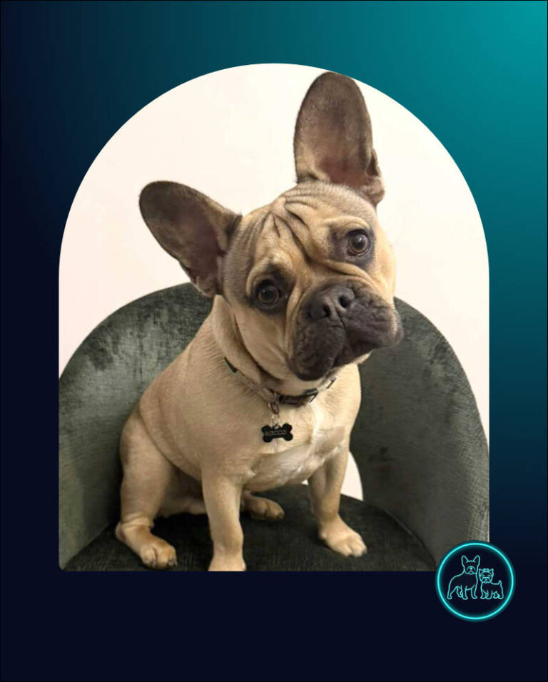 Adopt French Bulldog Puppy Rocco