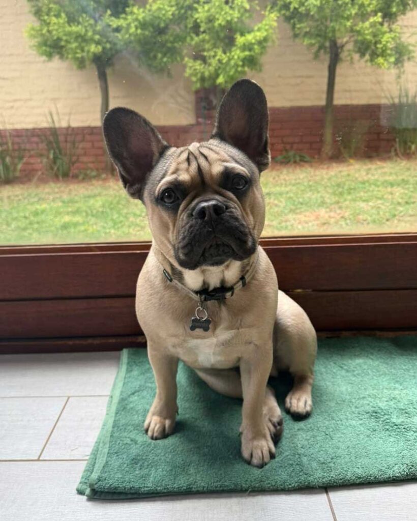 French Bulldog Puppy Rocco | SDA2615 Elite Companion 4 An adorable fawn French Bulldog puppy, Rocco, relaxing on a light tiled kitchen floor. He has a dark muzzle, large upright ears, and a sweet, alert expression.