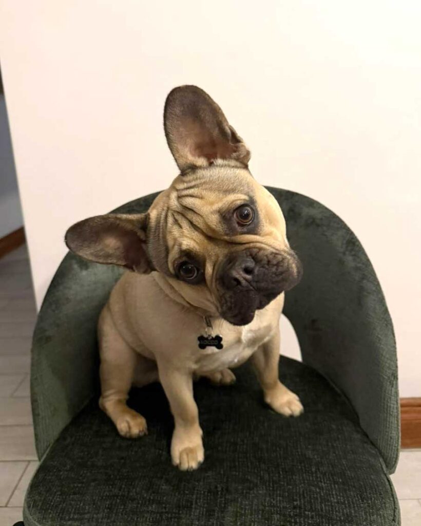 French Bulldog Puppy Rocco | SDA2615 Elite Companion 5 fawn-colored French Bulldog puppy