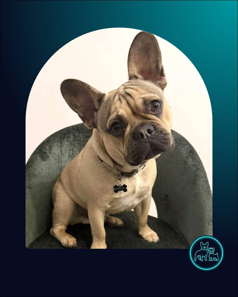 French Bulldog Puppy Rocco | SDA2615 Elite Companion 1 Adopt French Bulldog Puppy Rocco