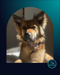 ADOPTED | GSD cross Collie Luna | SDA2622 Elite Companion