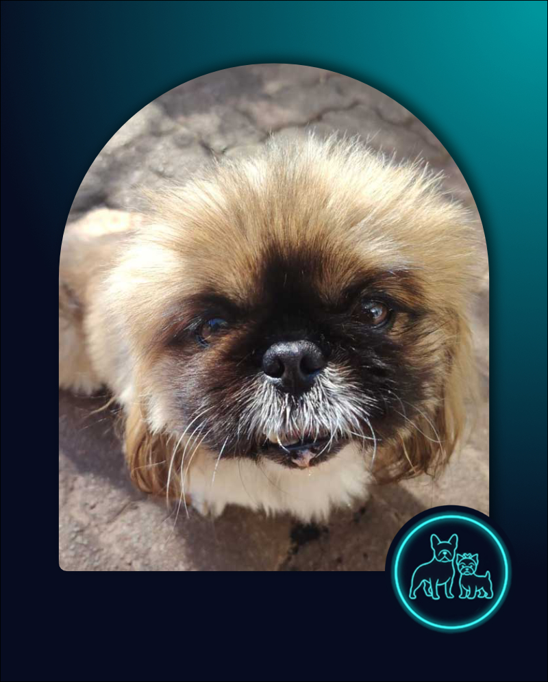 ADOPTED | Pekingese Male Mielie | SDA2629 Elite Companion 2 Adopt Pekingese Male Mielie