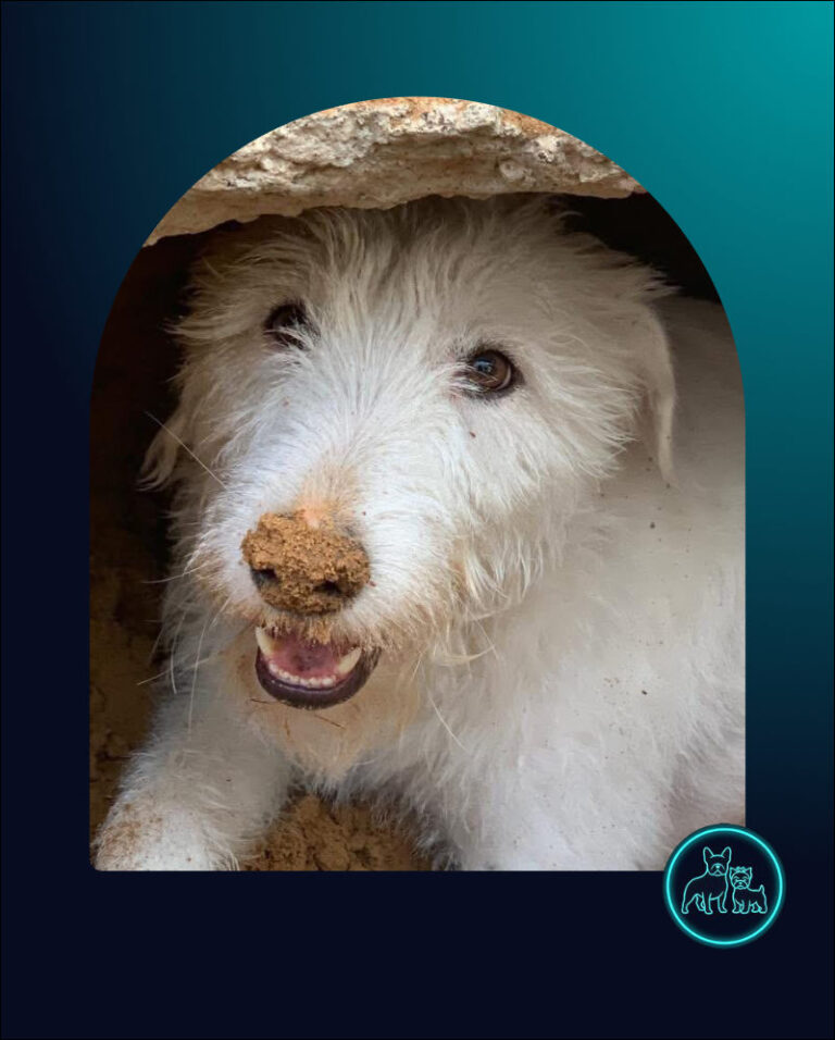Adopt Schnauzer Cross Albie