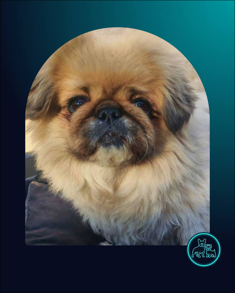 ADOPTED | Pekingese Brandy | SDA2626 Elite Companion 2 Pekingese Brandy