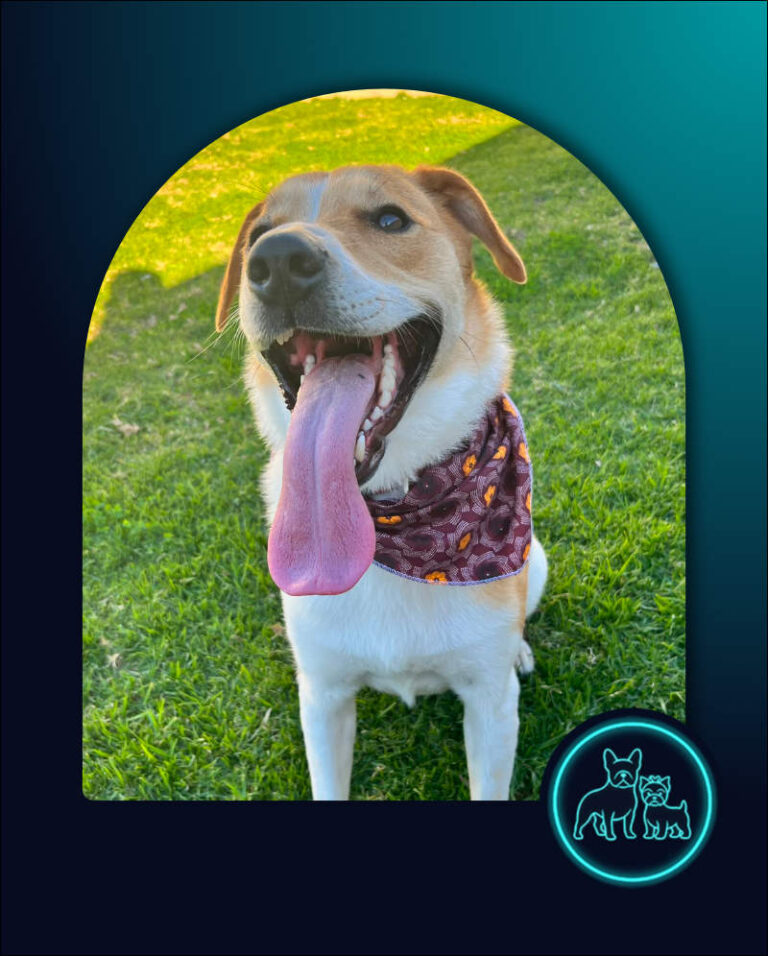 Dash Border Collie Cross Jack Russell available for adoption Stellenbosch