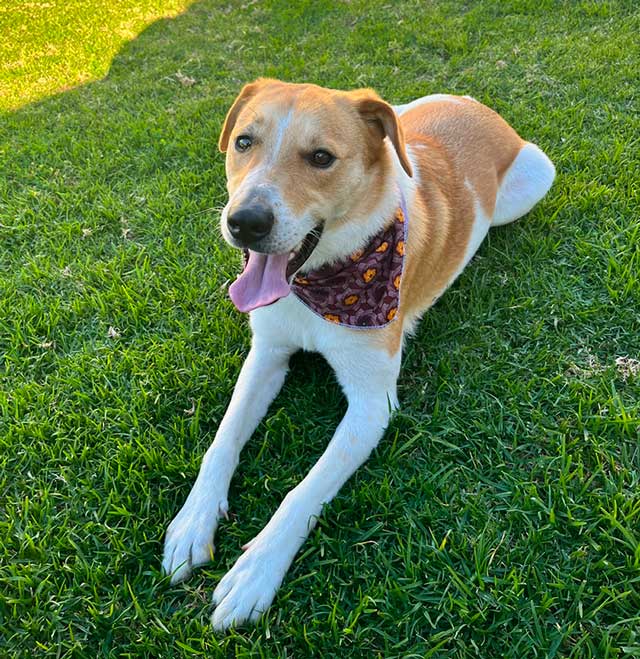 young male collie x jack russell