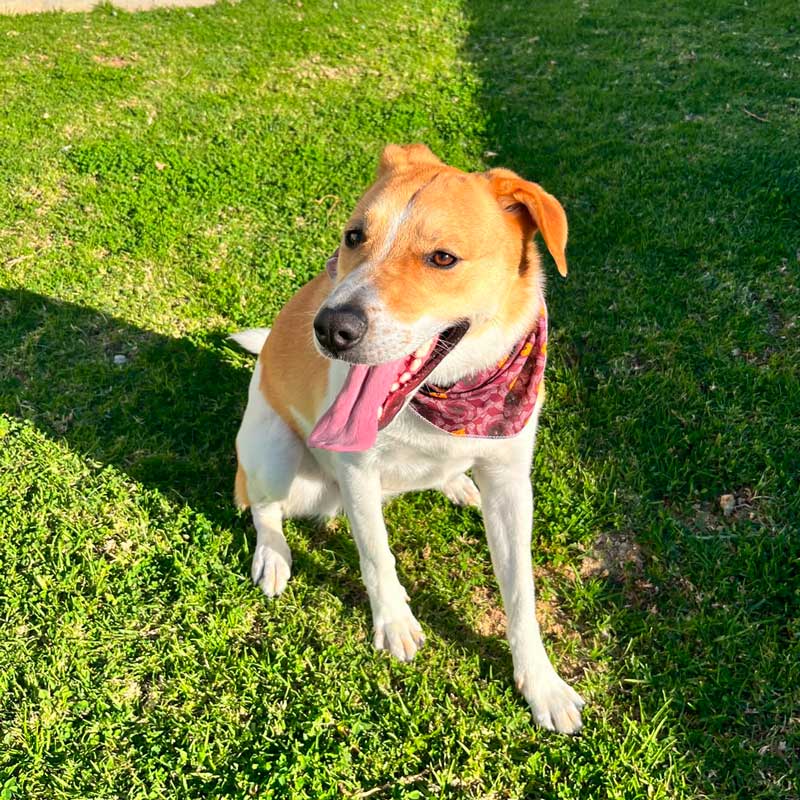 Dash male collie x jack russell