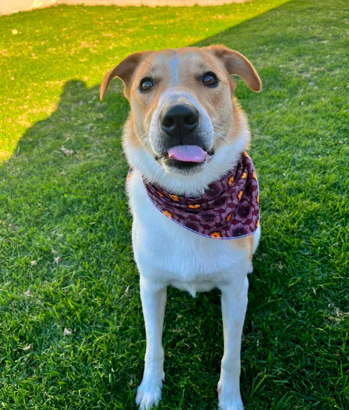 male collie x jack russell