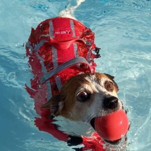 The SDA Signature Collection 6 DogOnline Partnership with Small Dog Adoptions & Rehoming