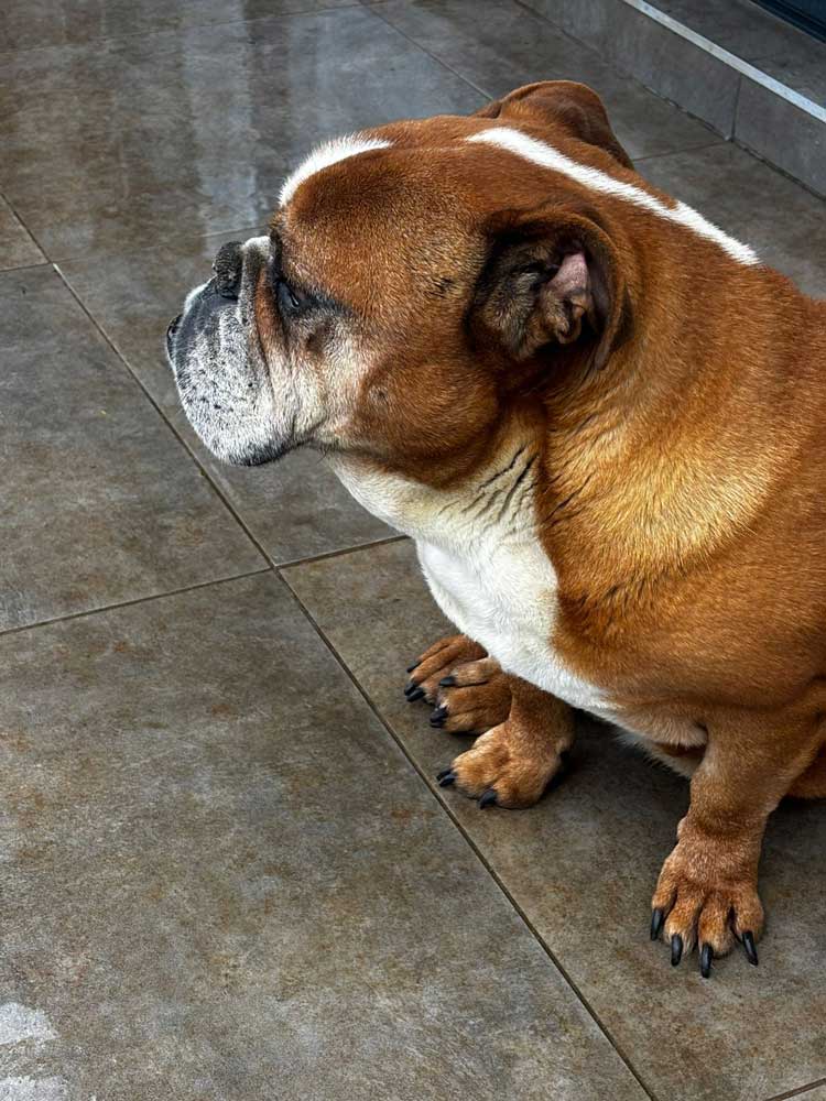 ADOPTED | English Bulldog Donatello | SDA2624 Elite Companion 4 9 year old male English Bulldog Donatello