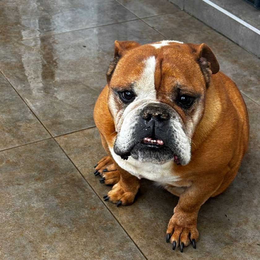 ADOPTED | English Bulldog Donatello | SDA2624 Elite Companion 3 male English Bulldog Donatello