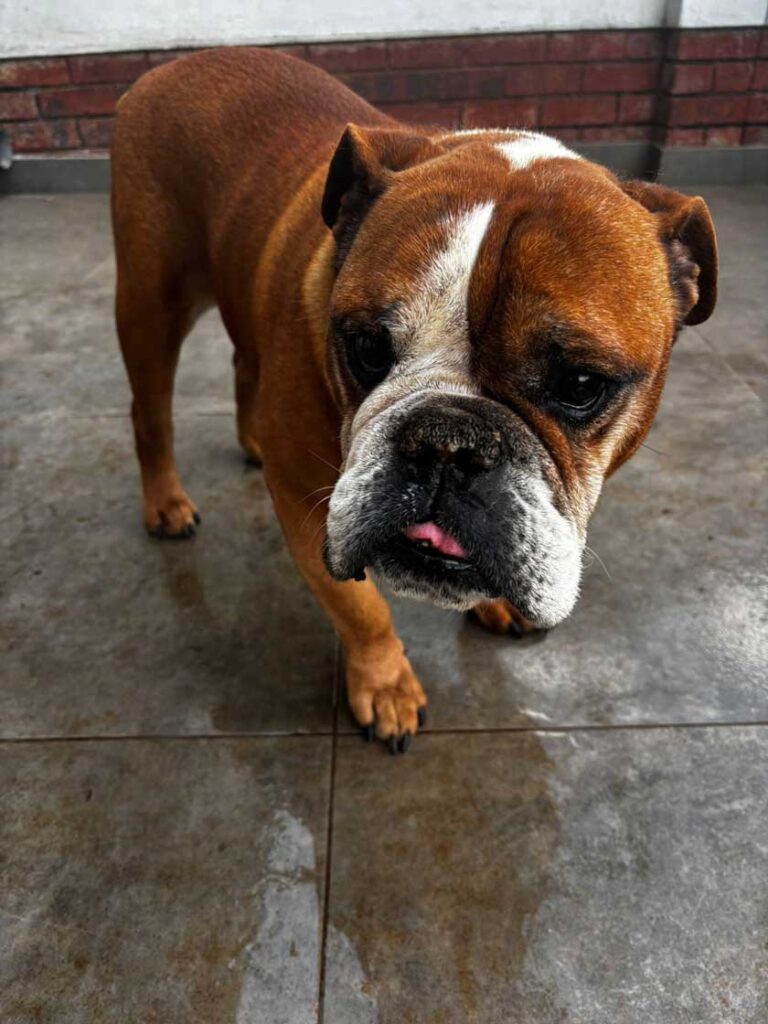 ADOPTED | English Bulldog Donatello | SDA2624 Elite Companion 9 9 year old Bullie male for adoption