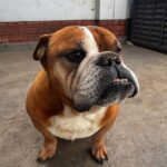 oubaas: English Bulldog Donatello