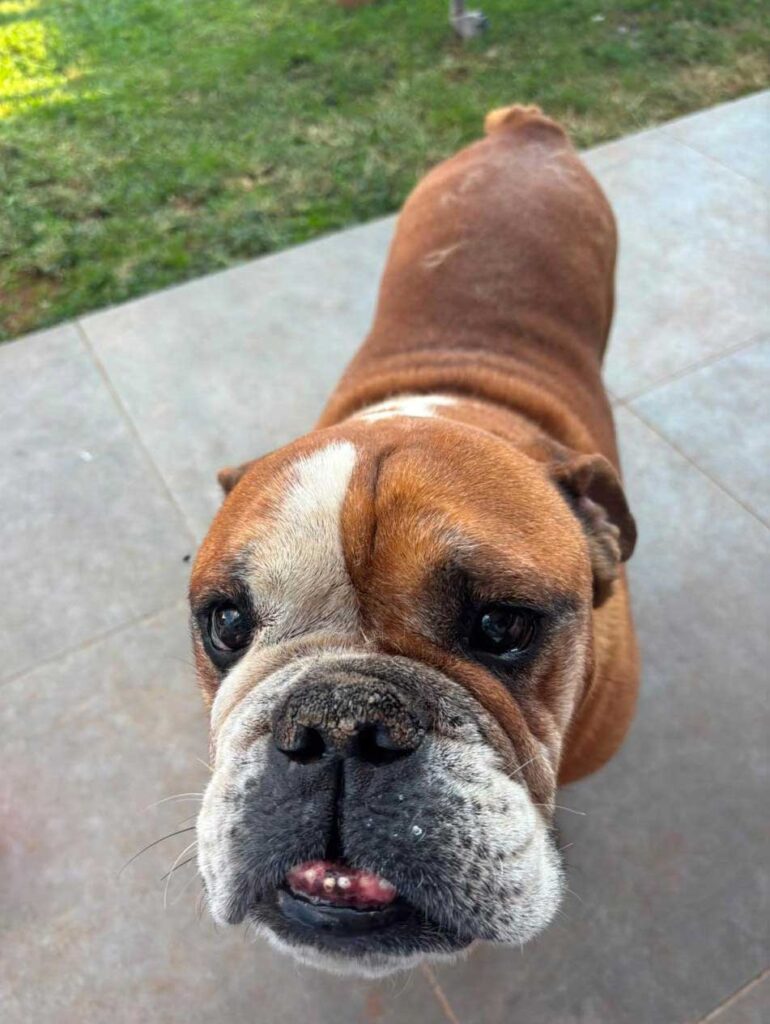 ADOPTED | English Bulldog Donatello | SDA2624 Elite Companion 6 English Bulldog Donatello senior