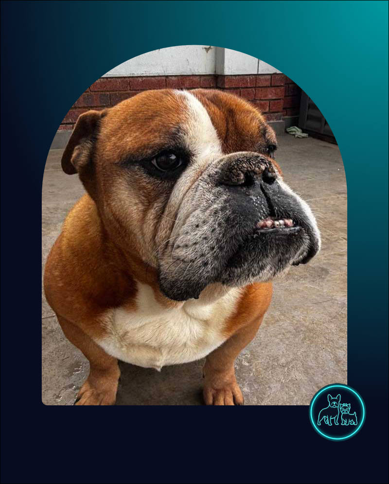 ADOPTED | English Bulldog Donatello | SDA2624 Elite Companion 1 English Bulldog Donatello