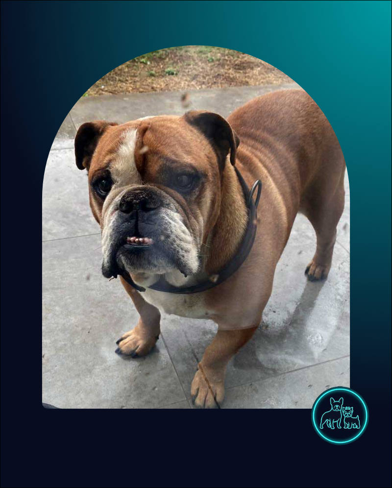 Rehoming Review Donatello | English Bulldog 2 English Bulldog Male Donatello