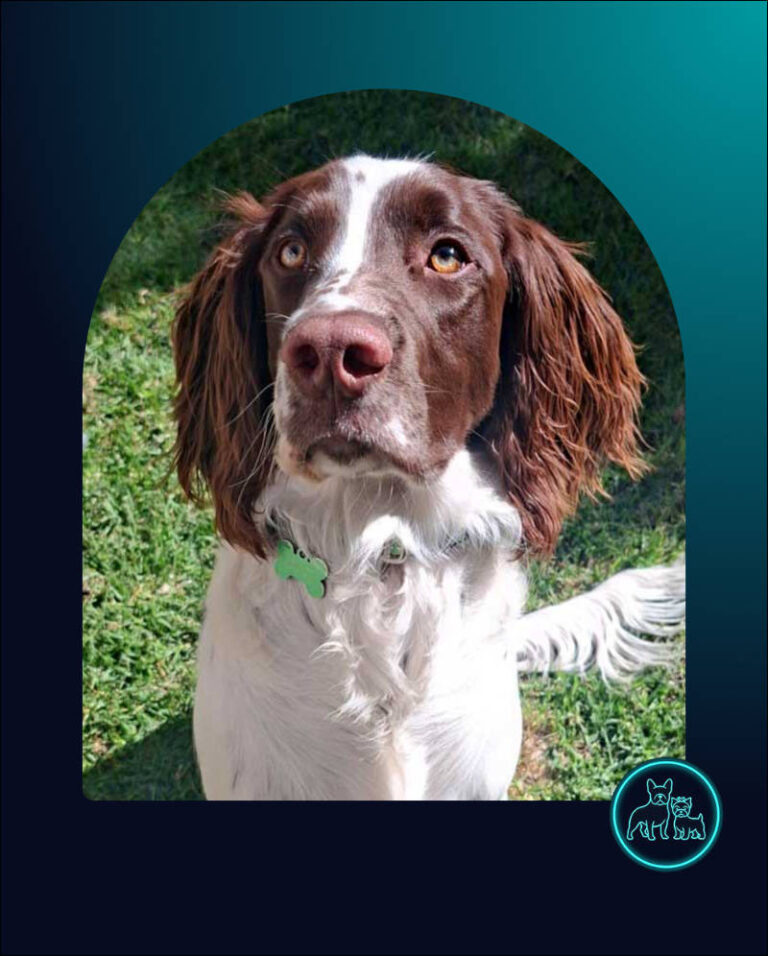 adopt Milo English Springer Spaniel Puppy