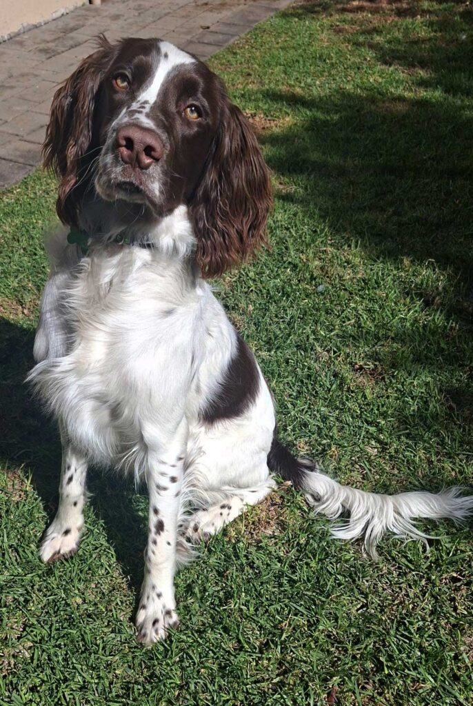ADOPTED | English Springer Spaniel Puppy Milo | SDA2616 Elite Companion 7 8 month old English Springer Spaniel Puppy Milo