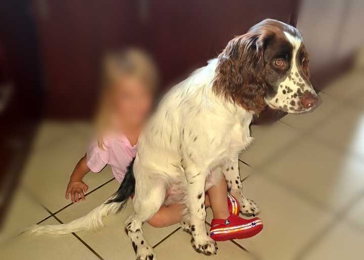 ADOPTED | English Springer Spaniel Puppy Milo | SDA2616 Elite Companion 3 English Springer Spaniel puppy sitting on girls laps