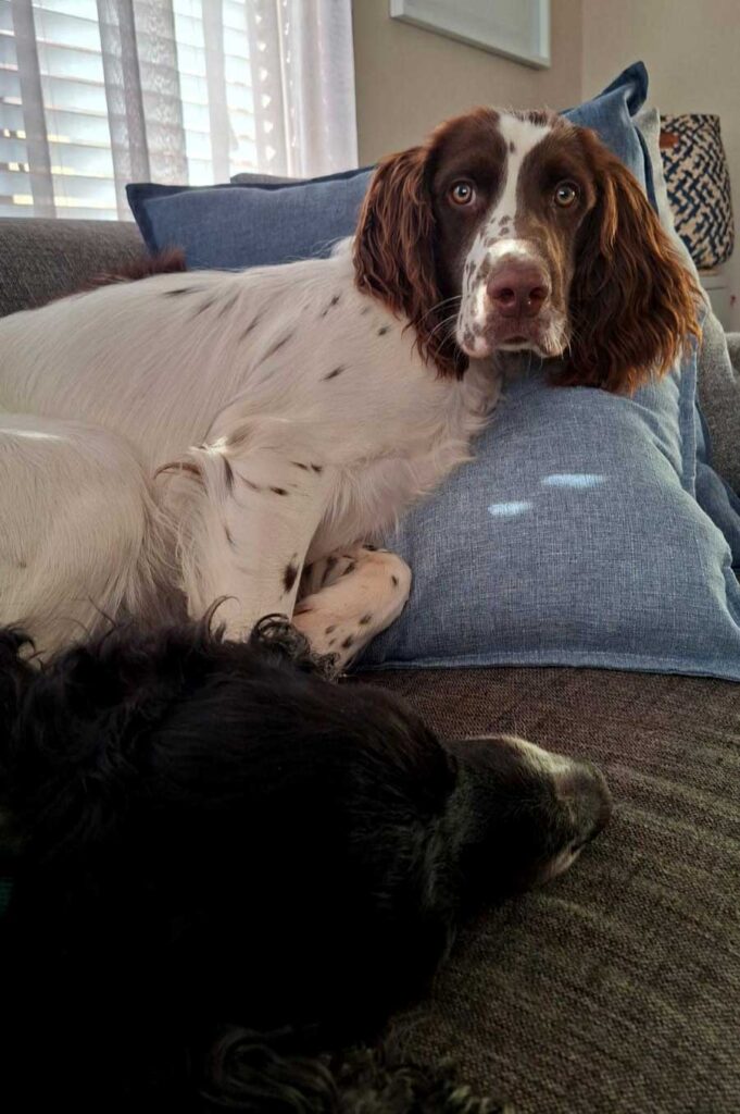 ADOPTED | English Springer Spaniel Puppy Milo | SDA2616 Elite Companion 10 8 month old English Springer Spaniel Puppy