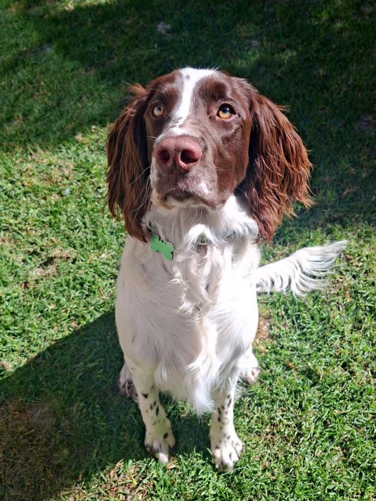 ADOPTED | English Springer Spaniel Puppy Milo | SDA2616 Elite Companion 6 young English Springer Spaniel Puppy Milo